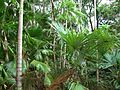 Rainforest gully in the George Brown Darwin Botanic Gardens (palms)
