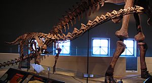 Rapetosaurus.jpg
