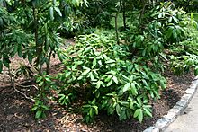 Rhododendron maximum regrowth