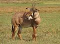 Roan Antelope, Kafue National Park, Zambia, Nov 2011