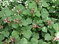 Rubus phoenicolasius 5449869