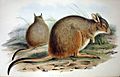 Rufous hare wallaby