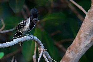 Black-crested Antshrike Facts For Kids