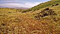 Sand Ridge Wildflower Preserve (16888144702)