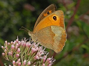 Satyridae - Maniola jurtina - female