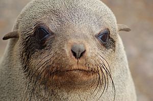 Seals at Cape Cross, Namibia (3045707919)
