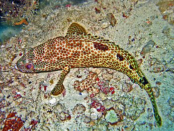Serranidae - Epinephelus spilotoceps.jpg