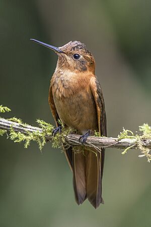 Shining sunbeam (Aglaeactis cupripennis cupripennis) Caldas.jpg