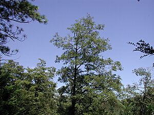 Silver beech