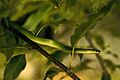 Smooth green snake in gree tree opheodrys vernalis