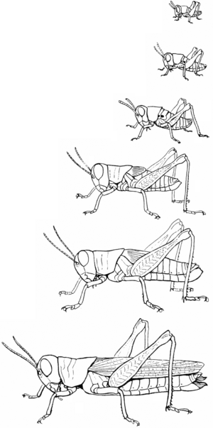 Snodgrass Melanoplus atlanus