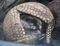 South American armadillo - desc-curled up - from-DC1