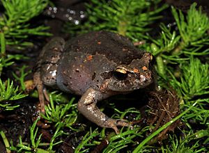 Southern Smooth Froglet (Geocrinia laevis) (8743396751).jpg
