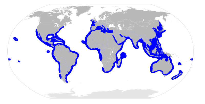 Image: Sphyrnidae distribution map