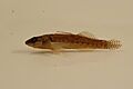 Spottail darter