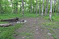 Springer Mountain campsite (21990723340)