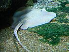 Stingray shedd.jpg