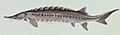 Sturgeon2