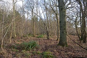 Ten Wood 7