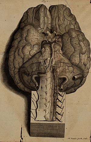 The anatomy of the brain - containing its mechanism and physiology, together with some new discoveries and corrections of ancient and modern authors upon that subject - to which is annex’d a (14784177382)