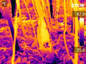 Thermal image of a juvenile grey-headed flying fox during an extreme temperature event