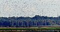 Tofsvipa (Vanellus vanellus) - 2017 -Ystad