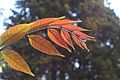 Toona ciliata - red leaves