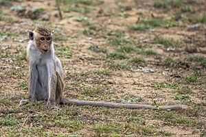 Toque macaque (Macaca sinica sinica) juvenile