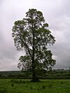 Ulmus minor tree