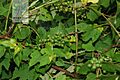 V. sinocinerea 3