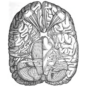 Varolio illus.png