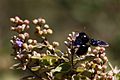 Violet carpenter bee (xylocopa violacea)
