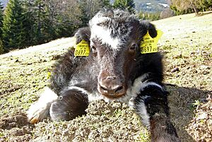 Yak calf in Austria 2009