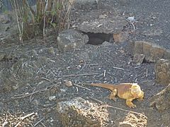 A breeding program in the Galapagos for Yellow Land Iguana living (pictured here living at the Charles Darwin Research Station, Puerto Ayora)
