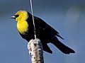 Yellowheadblackbird