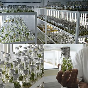 Лабораторія мікроклонального розмноження рослин