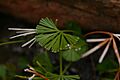 Actiniopteris dimorpha00