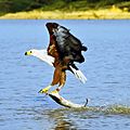 African fish eagle just caught fish