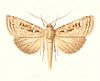 Laysan noctuid moth