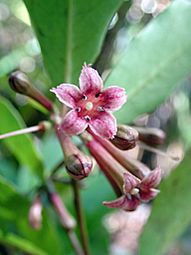 Alseuosmia quercifolia flowers