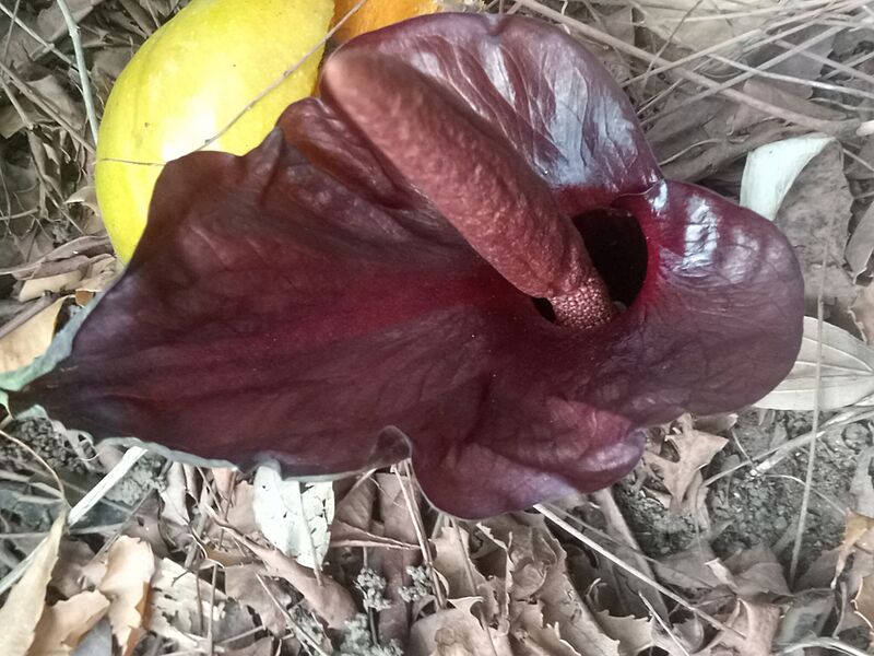 Amorphophallus abyssinicus 125365639