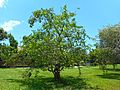 Annona glabra 04 - Tree