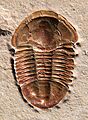 Asaphiscus wheeleri red CRF