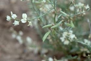 Astragalus mulfordiae.jpg