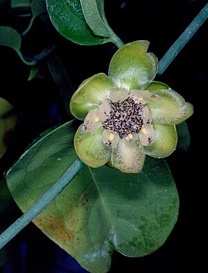 Austrobaileya scandens ALA2.jpg