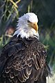 Bald Eagle Plumage