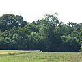 Bangrove Wood 1