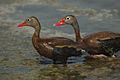 Black-bellied Whistling Duck - Texas, USA H8O4228 (15242866397)