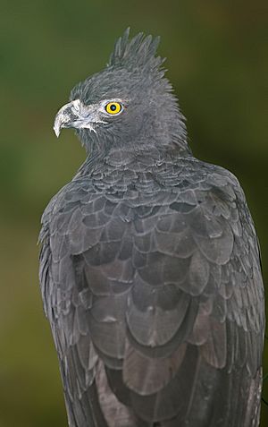 Black and chestnut Eagle.jpg
