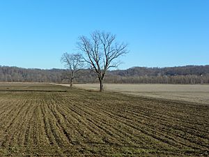 Brazeau Bottoms, Perry County, Missouri, Bottomland in winter.jpg